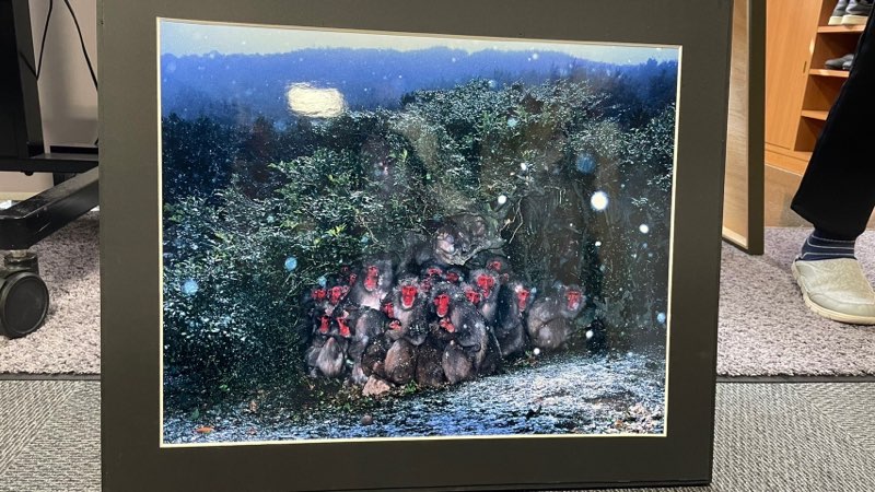 雪の中で身を寄せ合うサルの写真