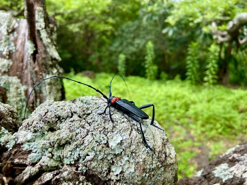 クビアカツヤカミキリの外見