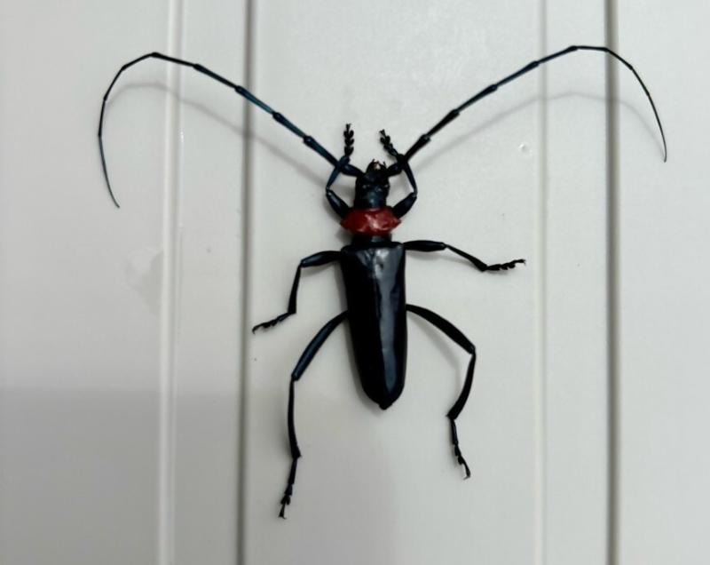 クビアカツヤカミキリの成虫