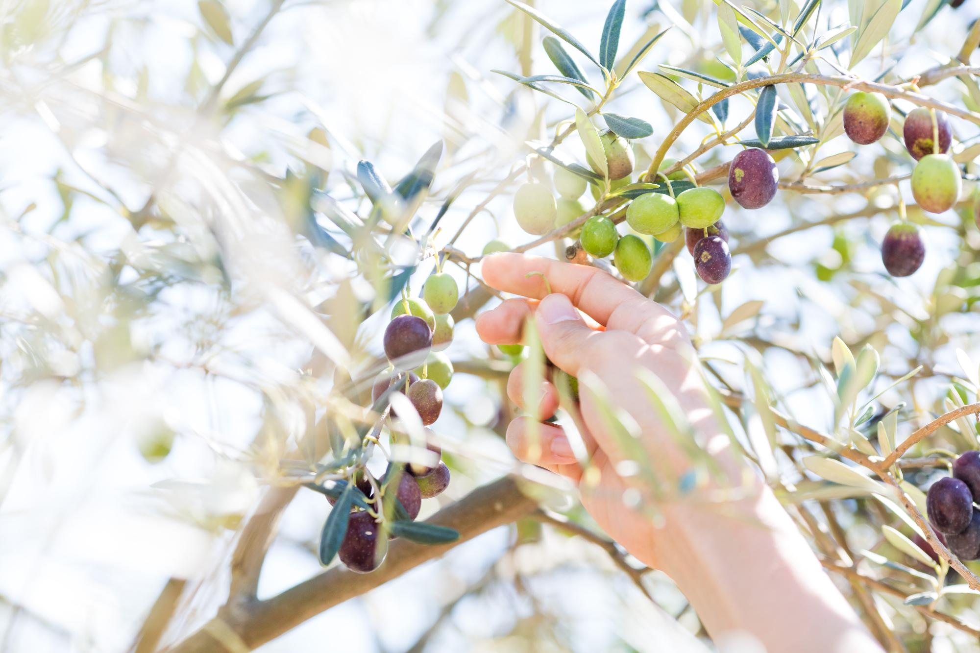オリーブの実を手摘みしている写真です
