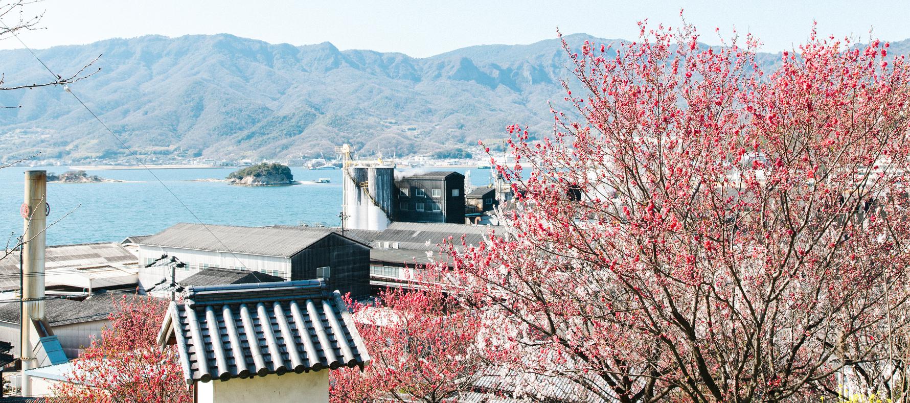 桜越しの醤油蔵と海の写真