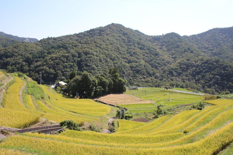 秋の中山千枚田の棚田の稲刈り前の黄金色の稲の写真