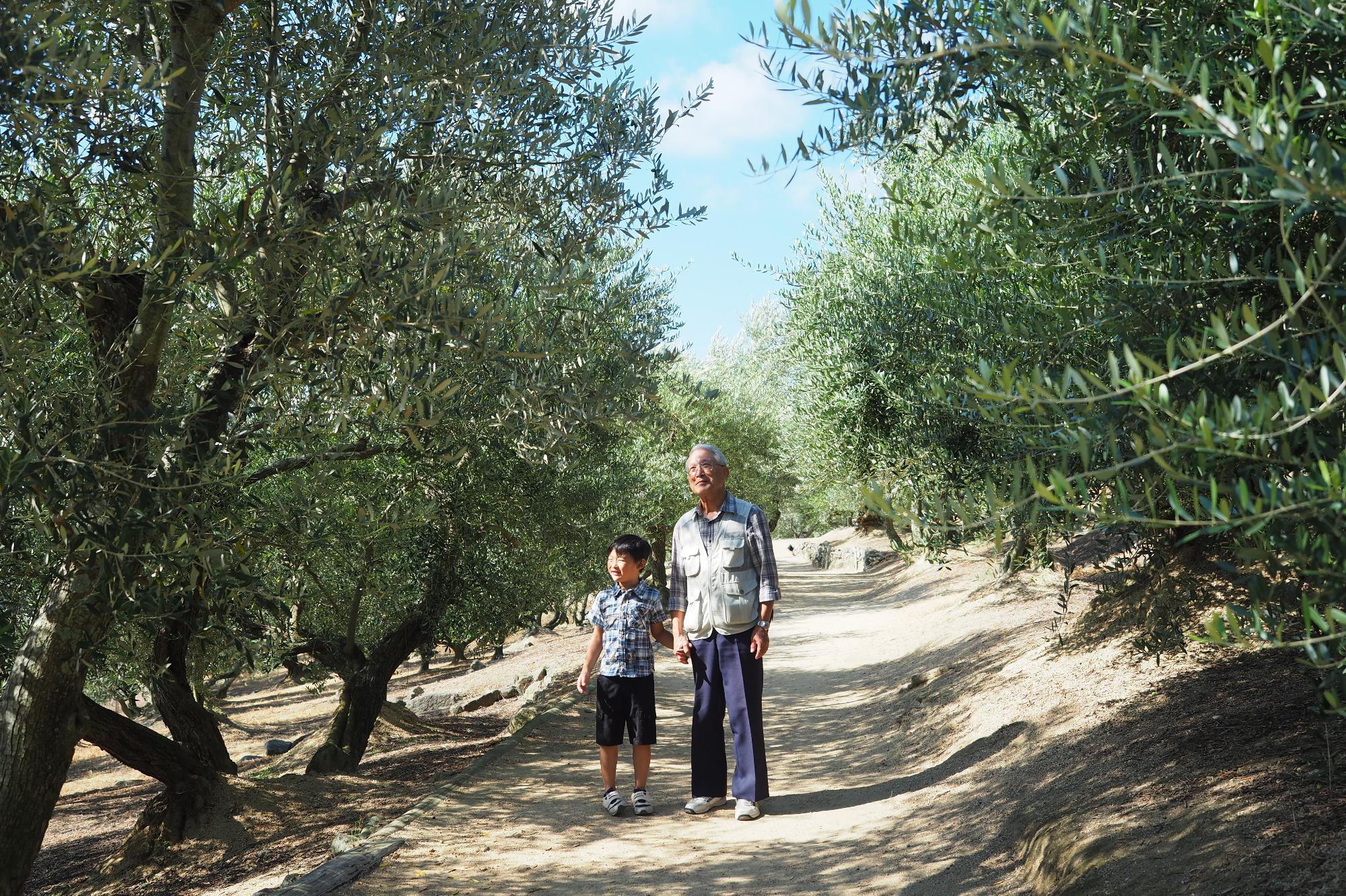 小豆島町西村のオリーブ公園付近のオリーブ並木をおじいちゃんと男の子が手をつないで散歩している写真