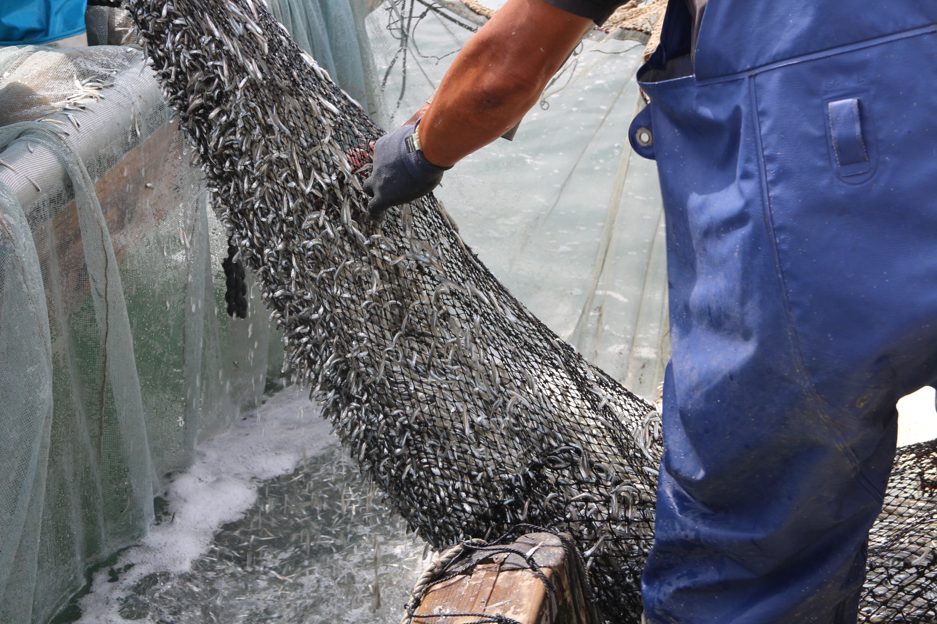 イワシ漁をしている漁師さんがイワシでいっぱいになった網を引き揚げている写真