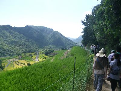 活動写真、棚田の散策風景