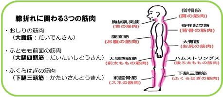 膝折れに関わる3つの筋肉の説明イラスト