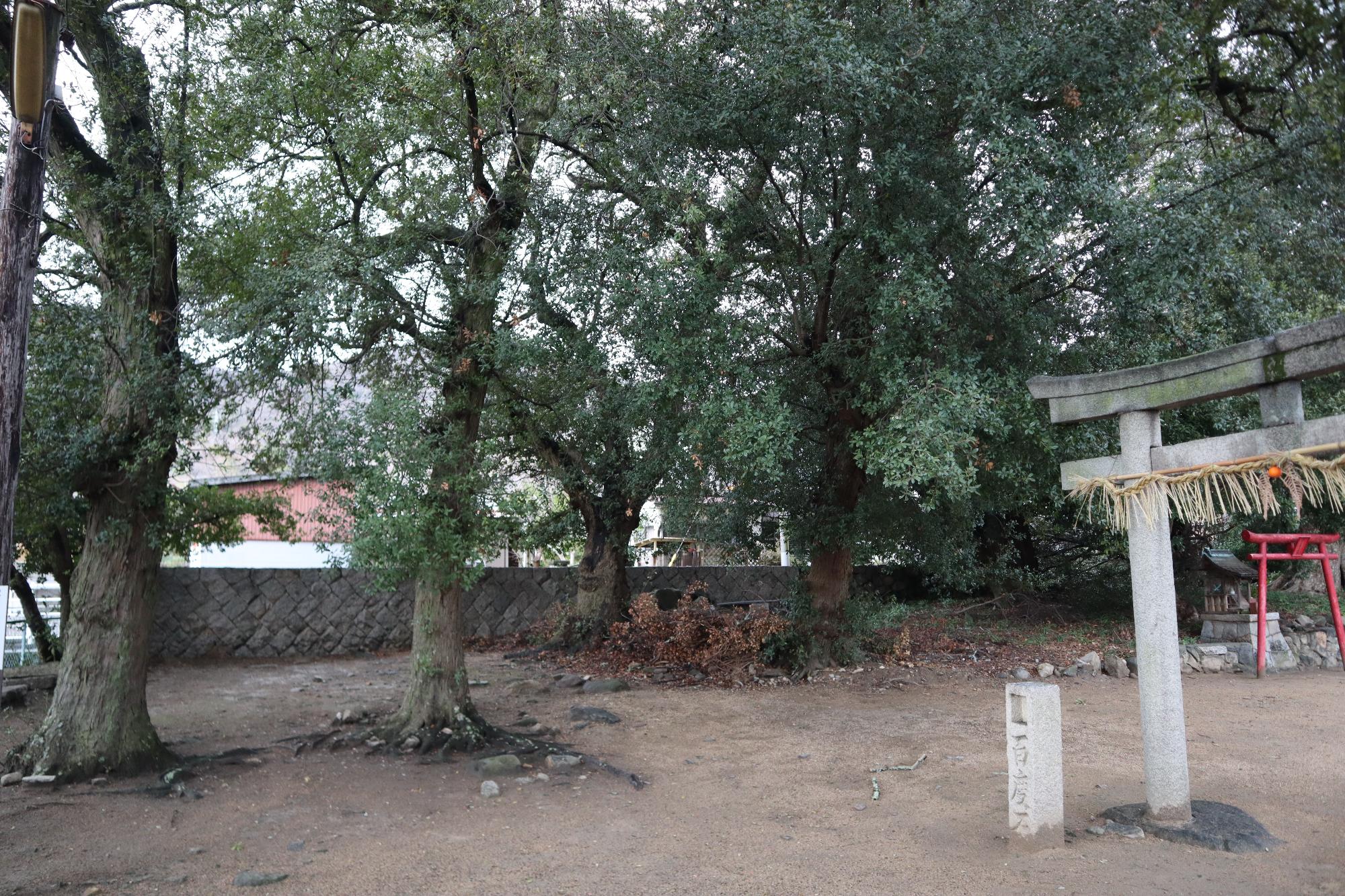 ウバメガシの巨樹