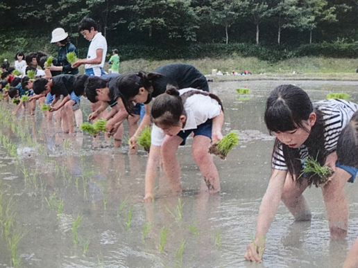 田植えの様子