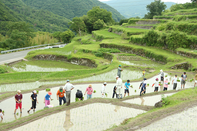 中山地区の棚田で田植え体験を実施している写真