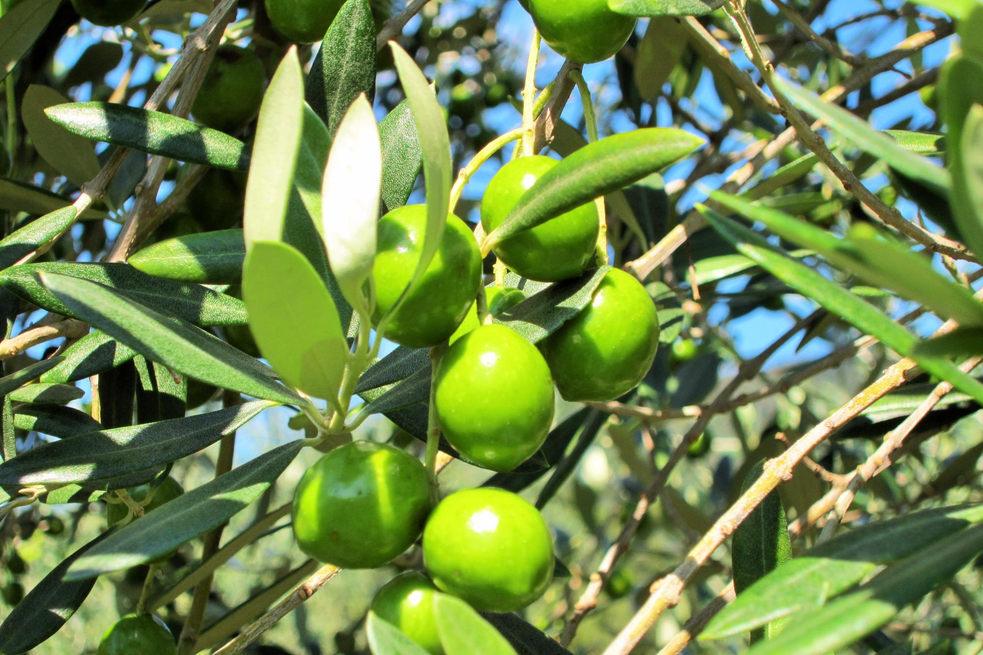 オリーブの木に緑の実がついている写真