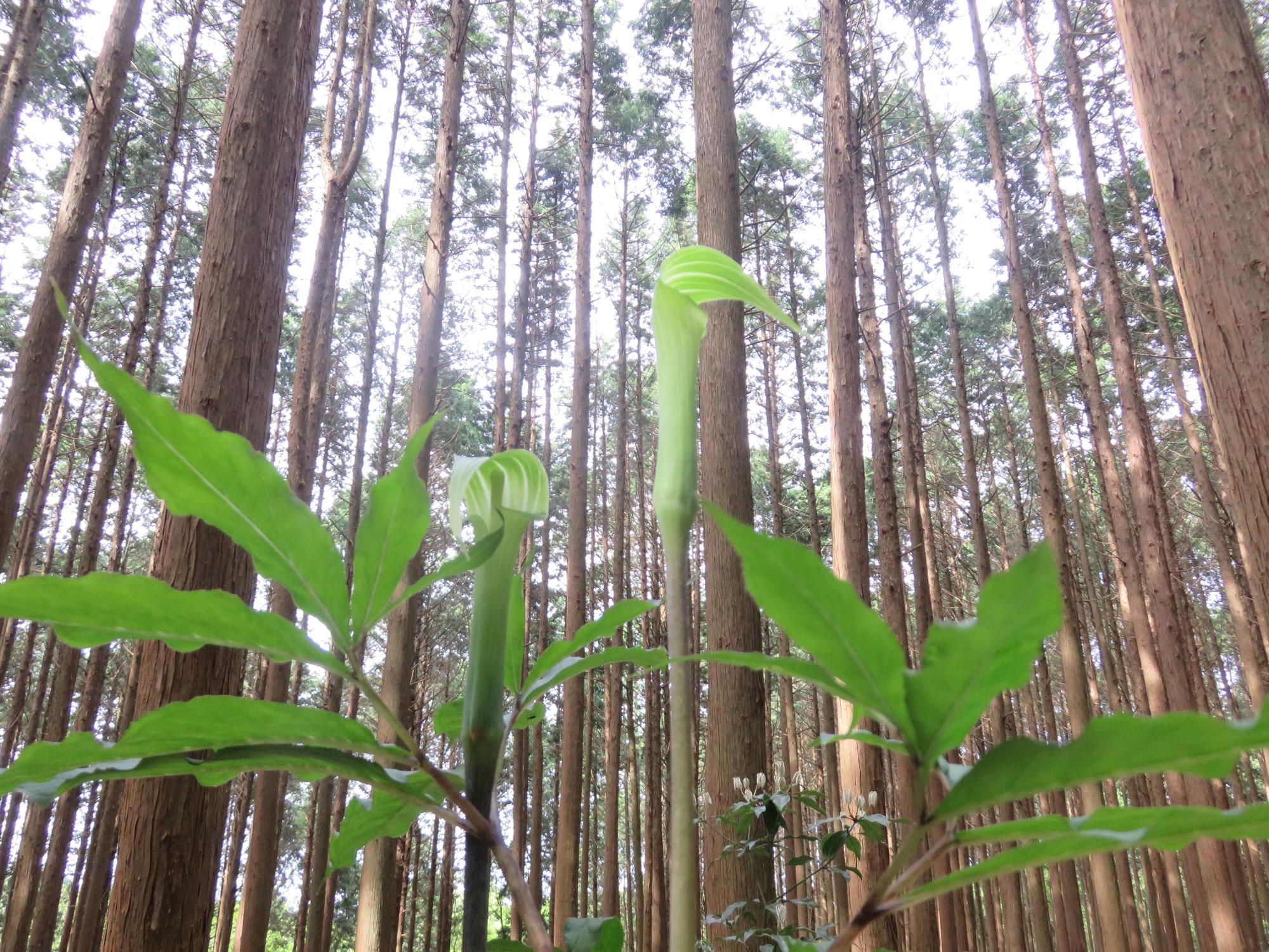 星ヶ城遊歩道から見える草木の写真