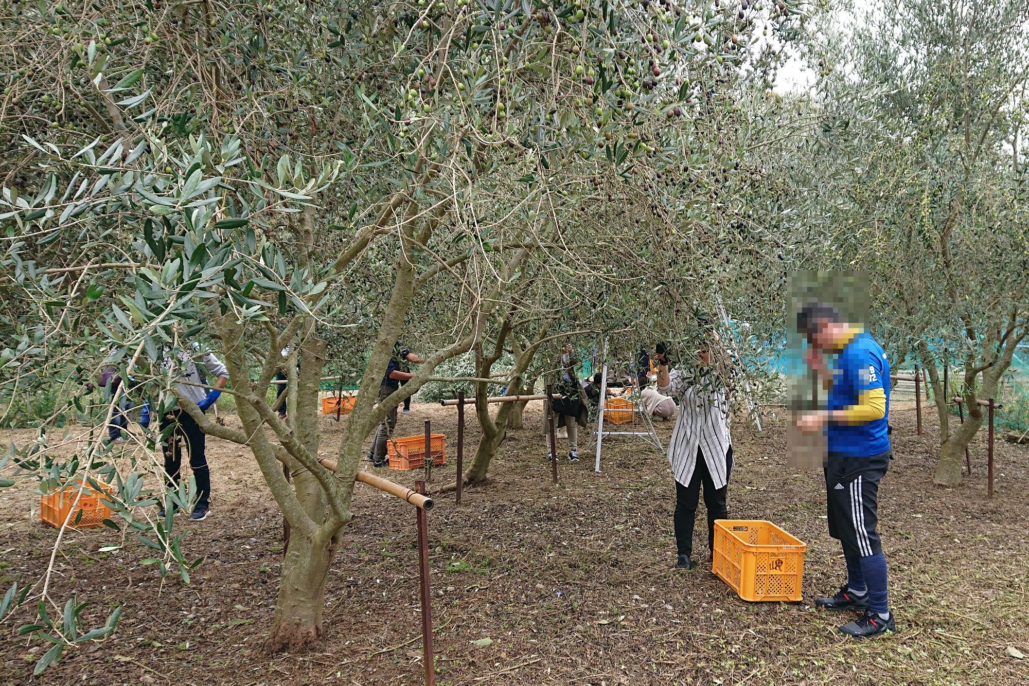岬工房の農園でオリーブ果実の収穫体験をいている写真