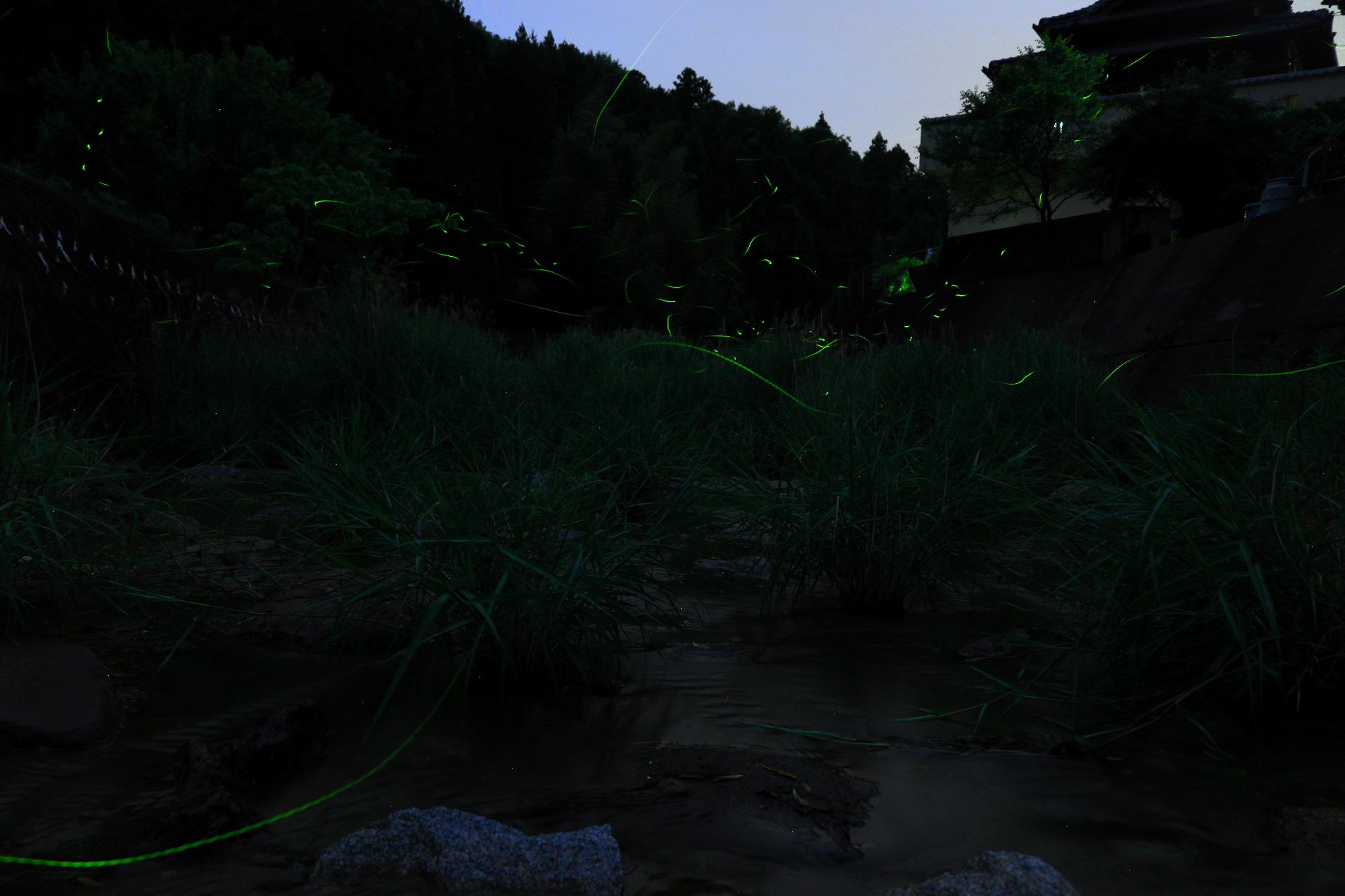 中山地区殿川ダム上流にて、夜にホタルが光を放ちながら飛んでいる様子