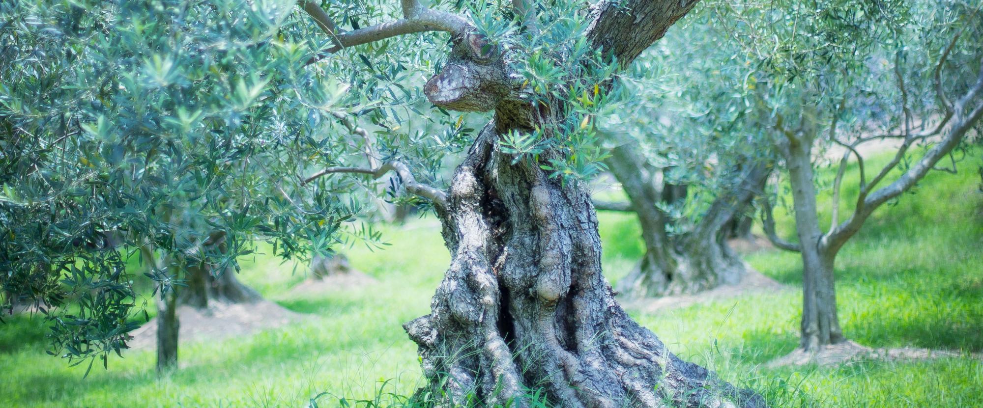 オリーブの原木の写真