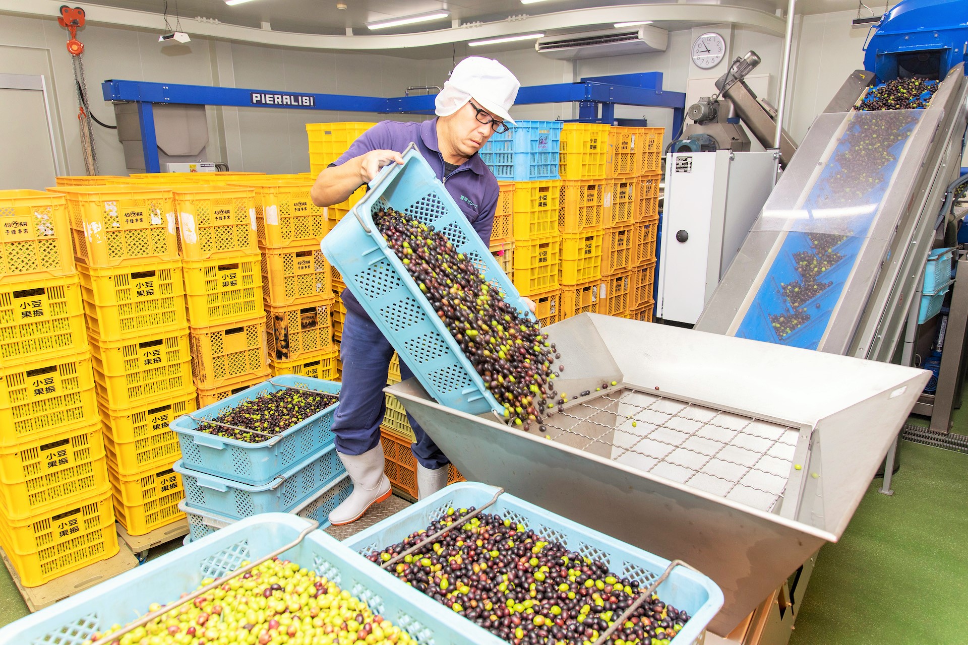 東洋オリーブの工場でオリーブの果実を機械に入れ搾油している写真