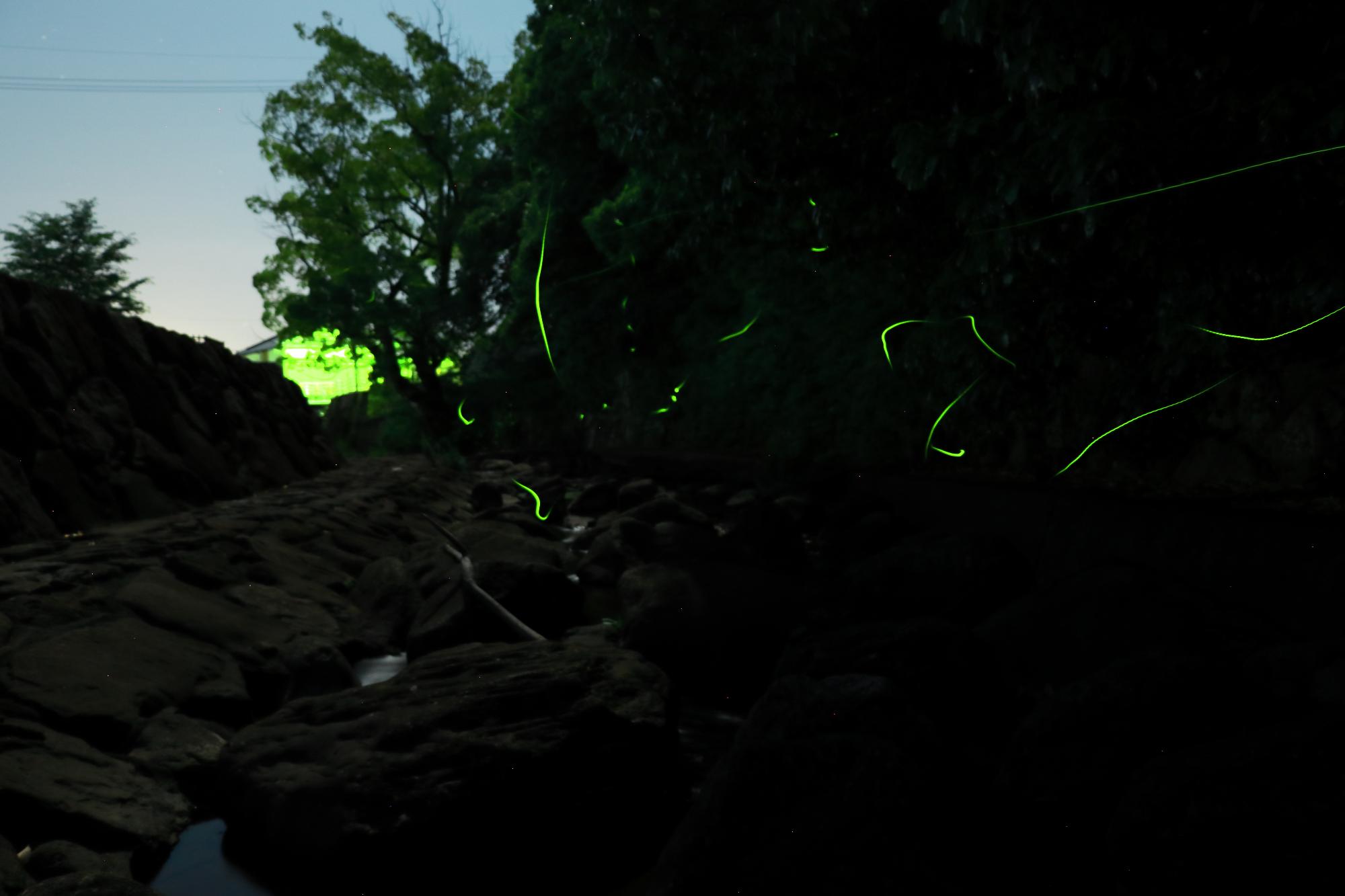 神懸通地区内海ダム広場にて、夜にホタルが光を放ちながら飛んでいる様子