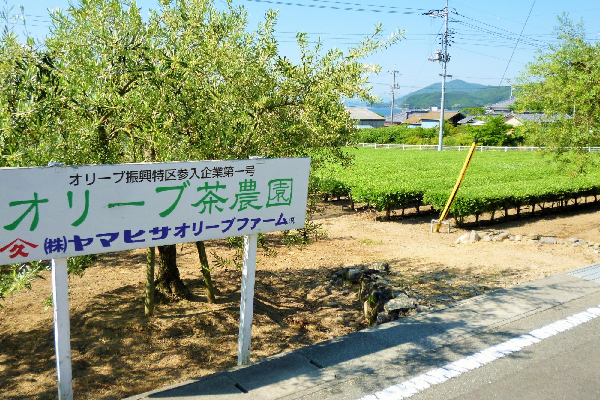 綺麗に剪定されたオリーブ茶農園の写真