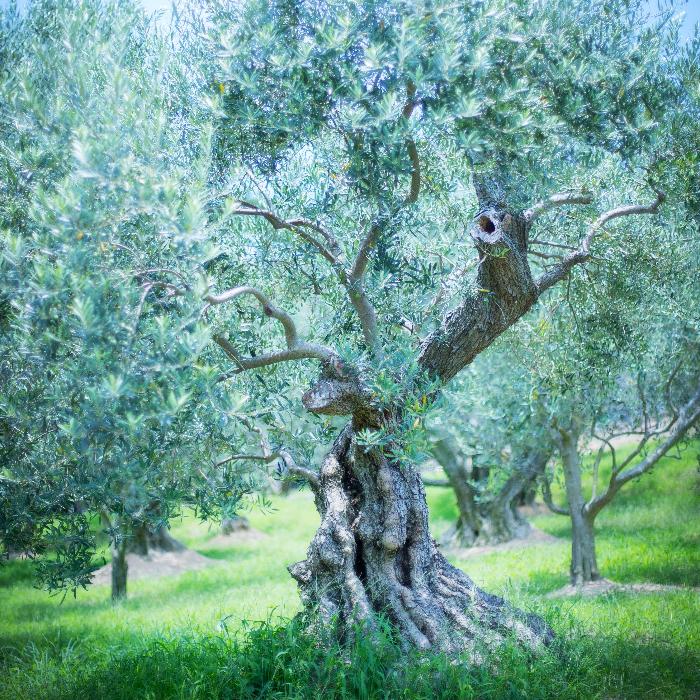 オリーブ園にあるオリーブの原木の写真