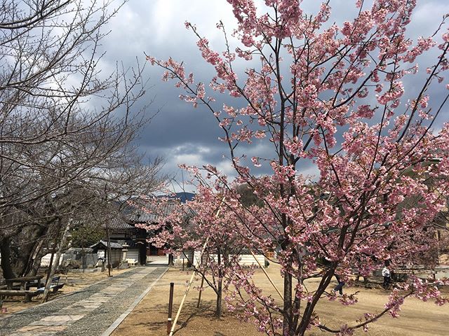 小豆島の常光寺に咲く満開の桜の写真